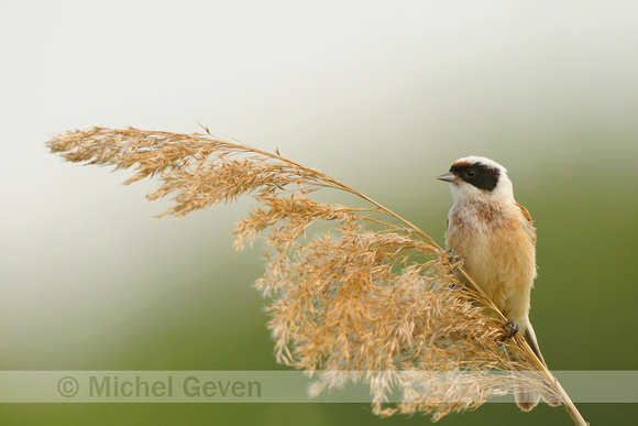 Buidelmees; Penduline Tit; Remiz pendulinus