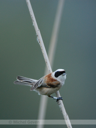 Buidelmees; Penduline Tit; Remiz pendulinus