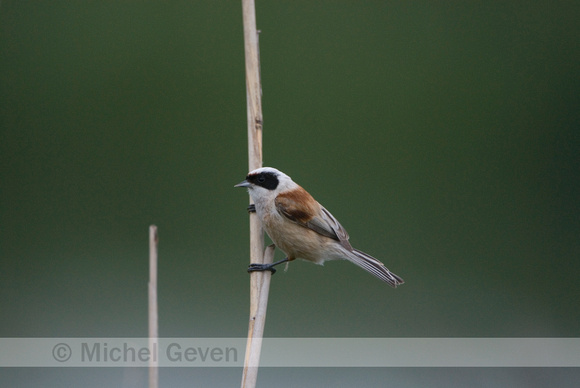 Buidelmees; Penduline Tit; Remiz pendulinus