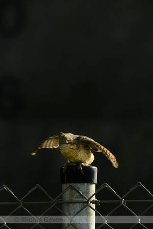 Draaihals; Wryneck; Jynx torquilla;