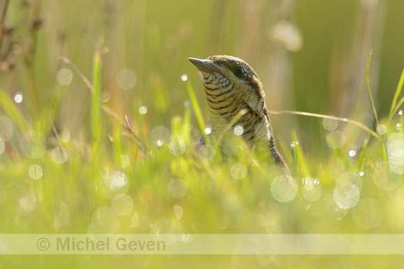 Draaihals; Wryneck; Jynx torquilla;