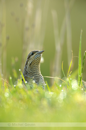 Draaihals; Wryneck; Jynx torquilla;