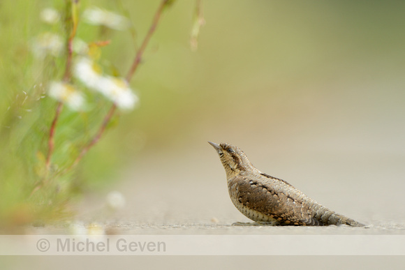 Draaihals; Wryneck; Jynx torquilla;