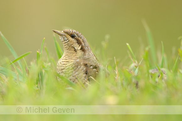 Draaihals; Wryneck; Jynx torquilla;