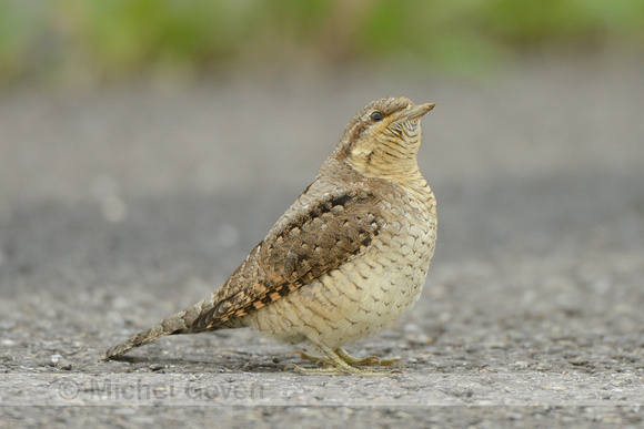 Draaihals; Wryneck; Jynx torquilla;