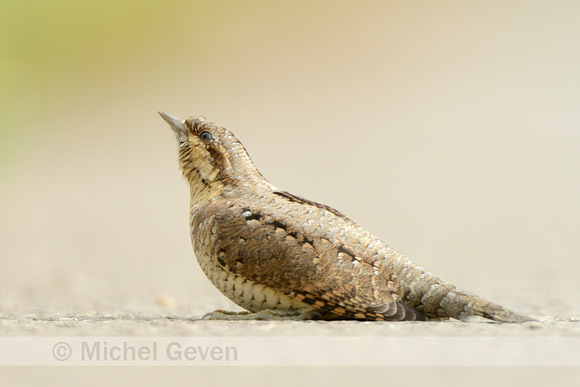 Draaihals; Wryneck; Jynx torquilla;