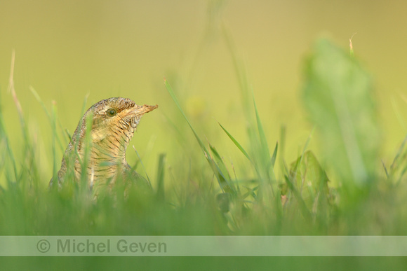 Draaihals; Wryneck; Jynx torquilla;