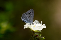 Boomblauwtje; Holly Blue; Celastrina argiolus