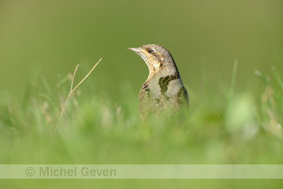 Draaihals; Wryneck; Jynx torquilla;