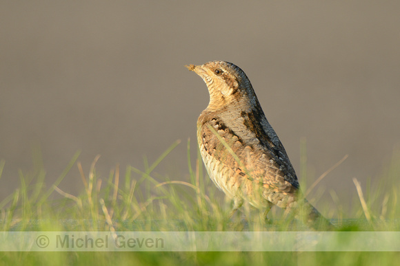 Draaihals; Wryneck; Jynx torquilla;