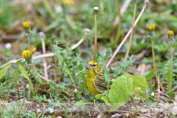 Europese kanarie; European Serin; Serinus serinus