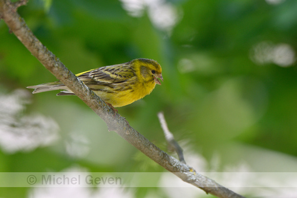 Europese kanarie; European Serin; Serinus serinus