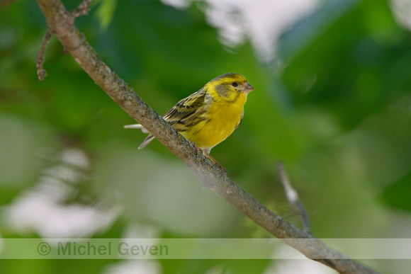 Europese kanarie; European Serin; Serinus serinus