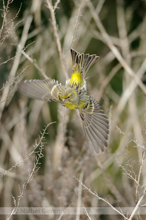 Europese Kanarie; Serin; Serinus serinus