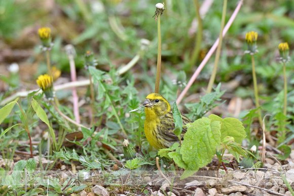 Europese kanarie; European Serin; Serinus serinus