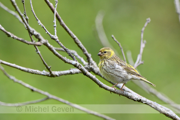 Europese kanarie; European Serin; Serinus serinus