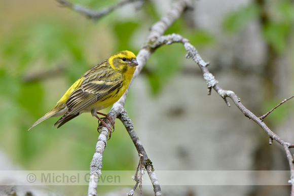 Europese kanarie; European Serin; Serinus serinus