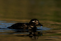 IJseend; Long-tailed Duck; Clangula hyemalis