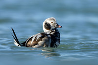 IJseend; Long-tailed Duck; Clangula hyemalis