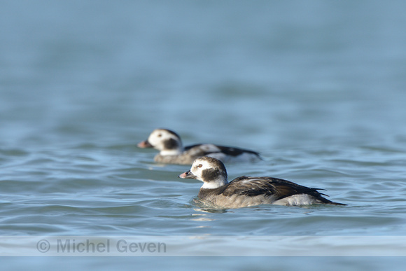 IJseend; Long-tailed Duck; Clangula hyemalis