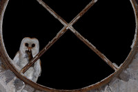 Kerkuil; Barn Owl; Tyto alba