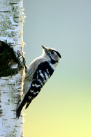 Kleine bonte specht; Lesser Spotted Woodpecker; Dendrocopos minor