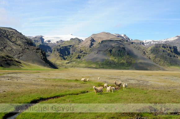IJslandse schapen; Islandic sheep