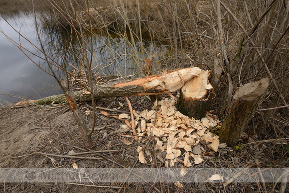 bever; Castor fiber; European Beaver