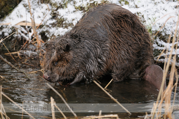 bever; Castor fiber; European Beaver
