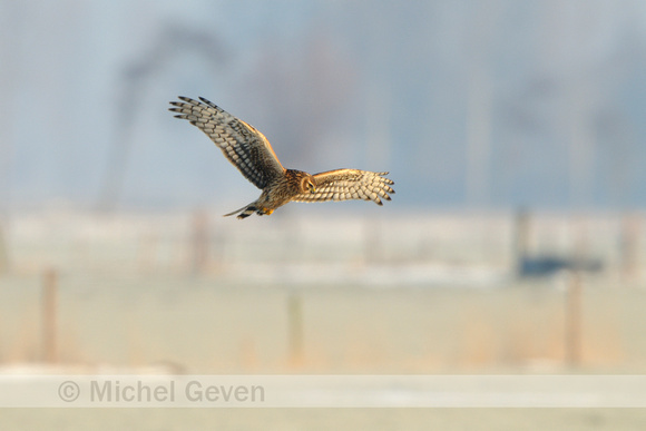 Blauwe Kiekendief; Hen Harrier; Circus cyaneus