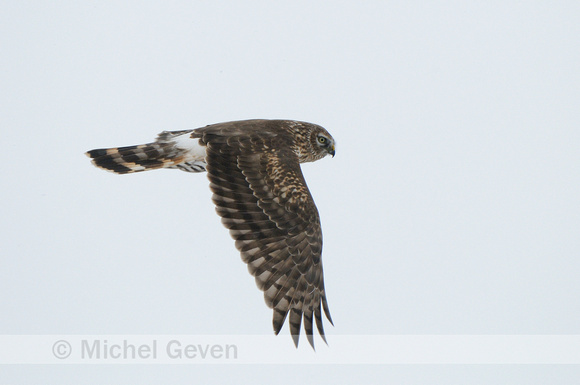 Blauwe Kiekendief; Hen Harrier;  Circus cyaneus