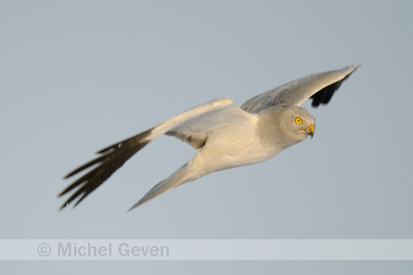 Blauwe Kiekendief; Hen Harrier;  Circus cyaneus