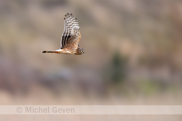 Blauwe Kiekendief; Hen Harrier; Circus cyaneus