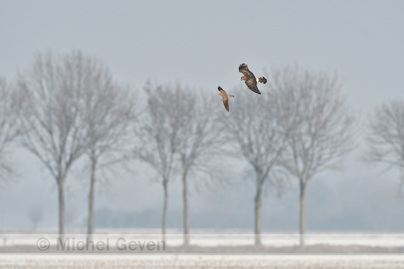 Blauwe kiekendief; Hen harrier; Circus cyaneaus