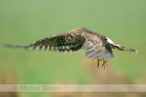 Blauwe Kiekendief; Hen Harrier; Circus cyaneus