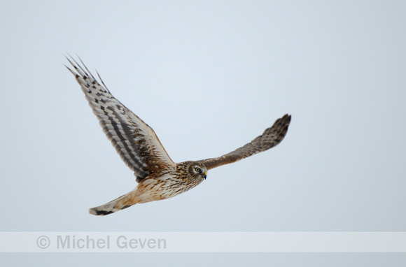 Blauwe Kiekendief; Hen Harrier;  Circus cyaneus