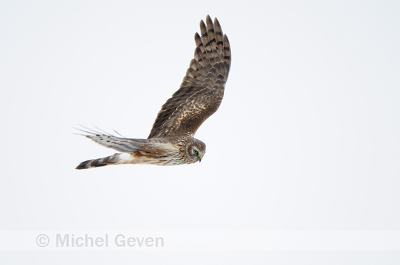 Blauwe Kiekendief; Hen Harrier;  Circus cyaneus