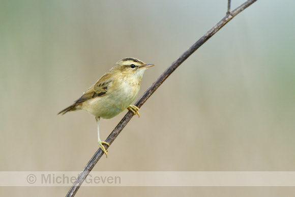 Rietzanger; Sedge Warbler; Acrocephalus schoenobaenus