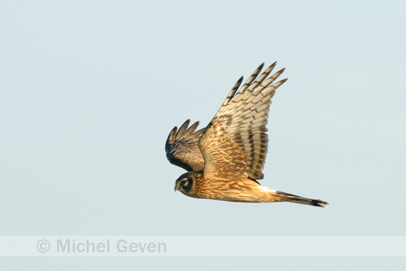 Blauwe Kiekendief; Hen Harrier; Circus cyaneus