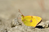 Oranje luzernevlinder; Clouded Yellow; Collas croceus