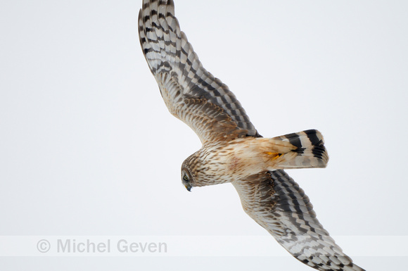 Blauwe Kiekendief; Hen Harrier;  Circus cyaneus