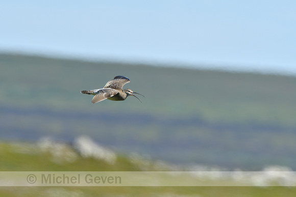 Regenwulp; Whimbrel; Numenius phaeopus