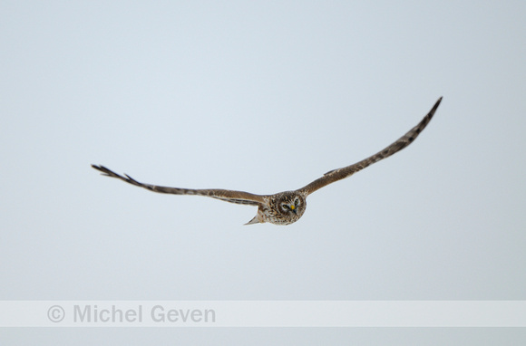 Blauwe Kiekendief; Hen Harrier;  Circus cyaneus