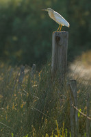 Ralreiger - Squacco Heron - Ardeola ralloides