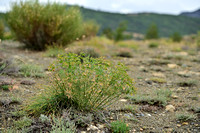 Akkerwolfsmelk; Touthed Spurge; Euphorbia Serrata