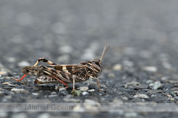 Handsome Cross Grasshopper; Oedalus decorus