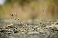 Rijncentaurie; Spoted knapweed; Centaurea stoebe
