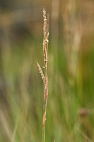 Thinleaf falgse brome; Brachypodium phoenicoides