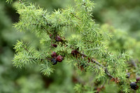 Red Berry juniper; Juniperus oxycedrus