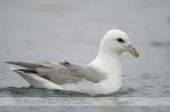 Noordse Stormvogel; Fulmar; Fulmarus glacialis;